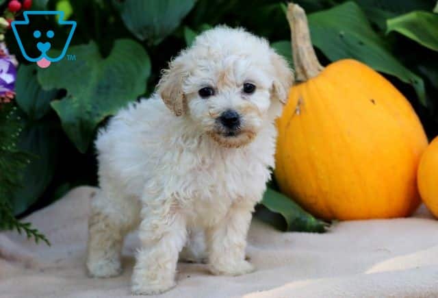 Daisy Mini Poodle 1-001