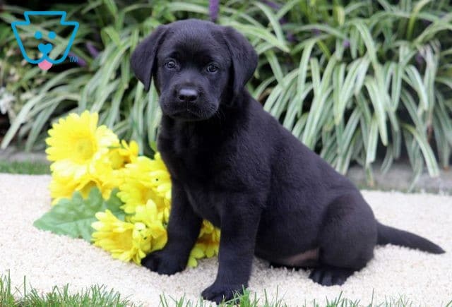 Dakota Black Lab