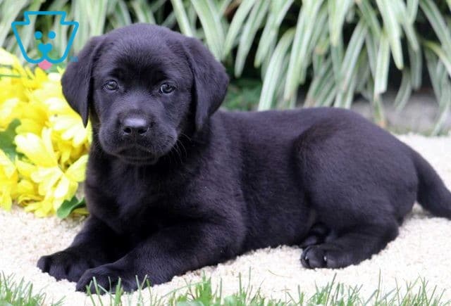 Dakota Black Lab2