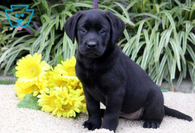 Dante Black Lab