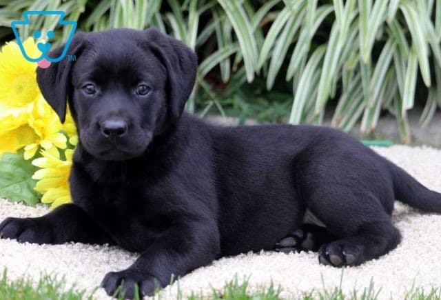 Dante Black Lab2
