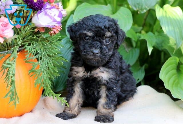 Dee Mini Poodle 1-001