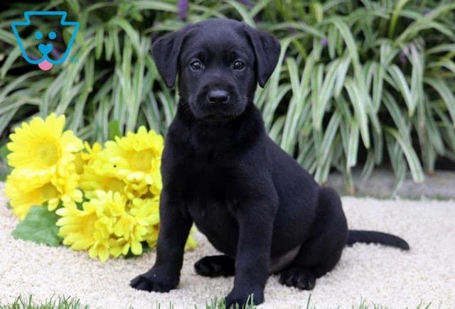 Diesel Black Lab