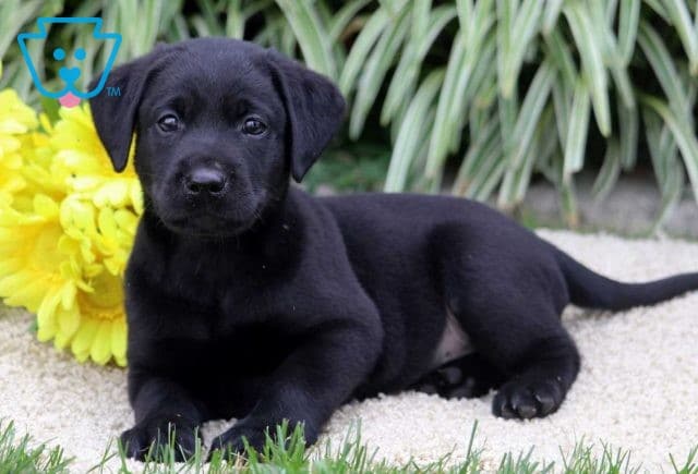 Diesel Black Lab2