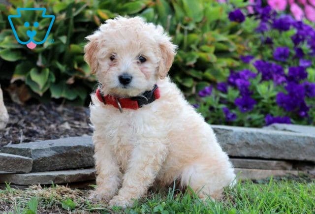 Dixie Mini Goldendoodle