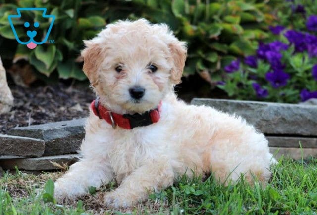 Dixie Mini Goldendoodle2