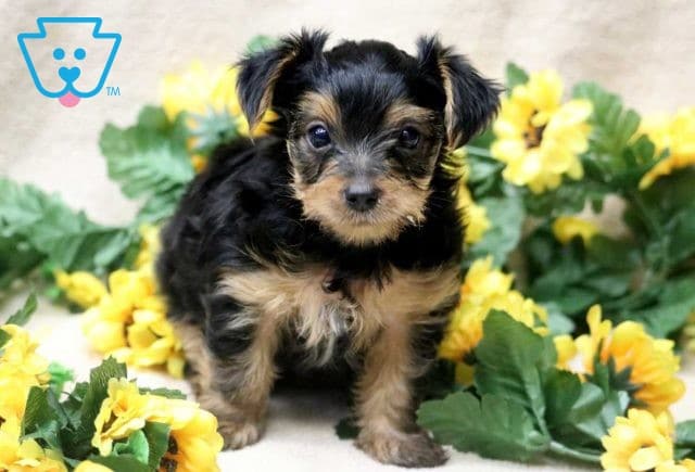 Dougie Yorkie