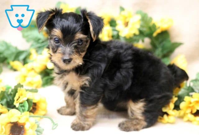 Dougie Yorkie2