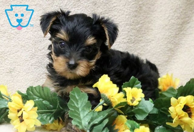 Drew Yorkie1