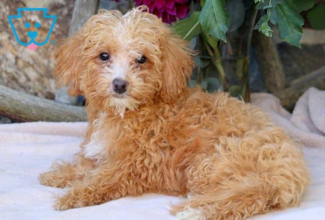 Dunkin Mini Goldendoodle 1-001