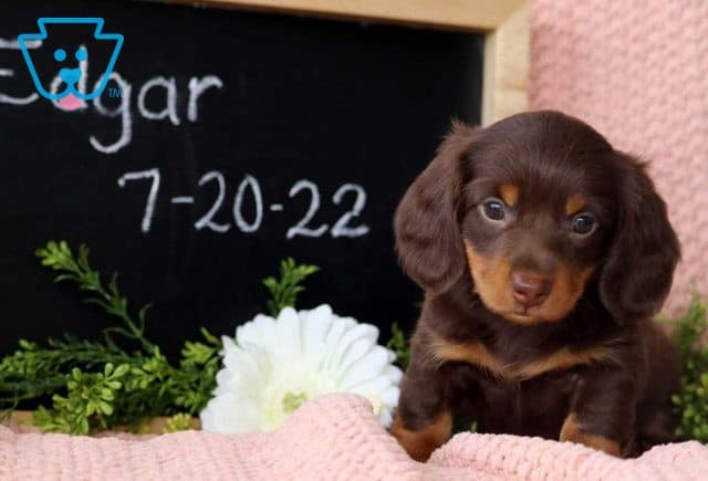 Edgar Mini Dachshund