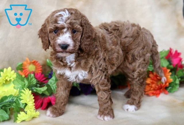 Ella Mini Poodle