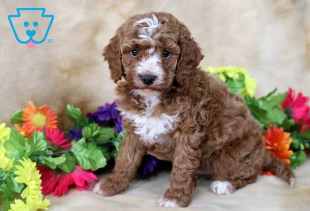 Ella Mini Poodle2