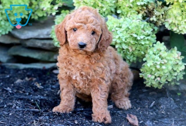 Ernie Mini Goldendoodle 1-001