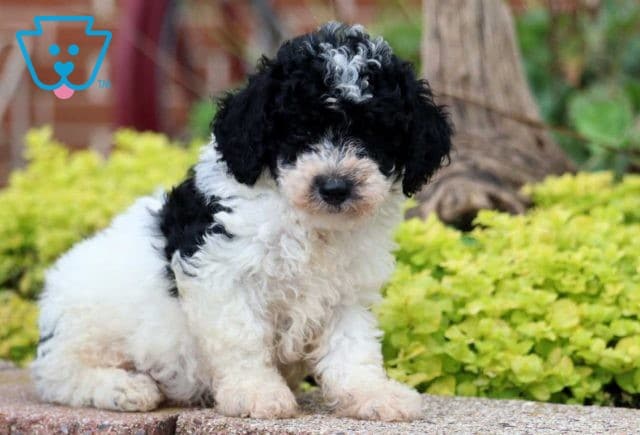 Grover Mini Poodle