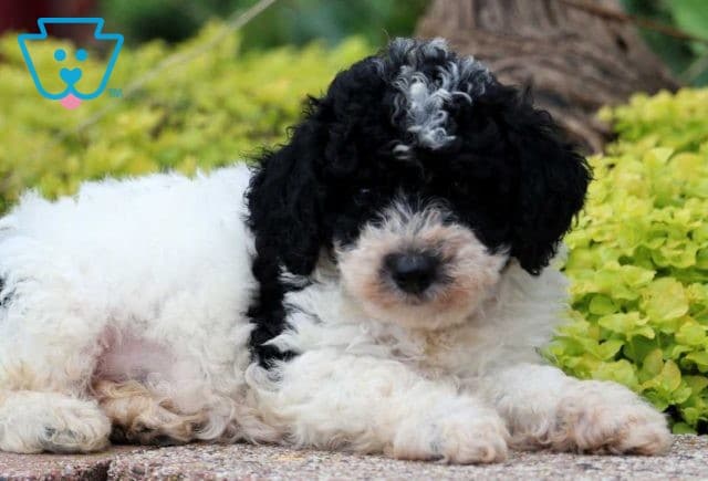 Grover Mini Poodle2