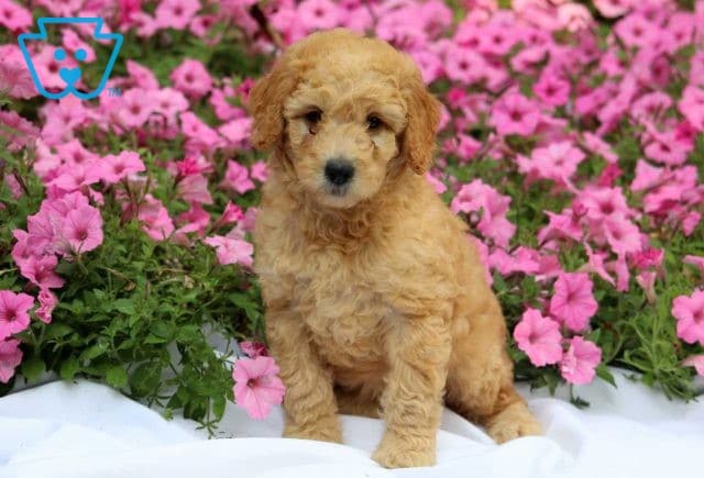 Handsome Mini Goldendoodle