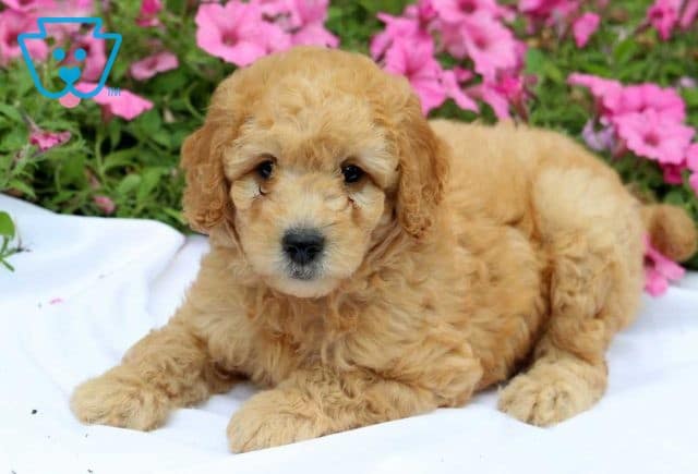 Handsome Mini Goldendoodle2