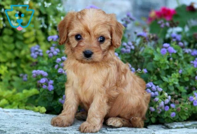 Hannah Cavapoo