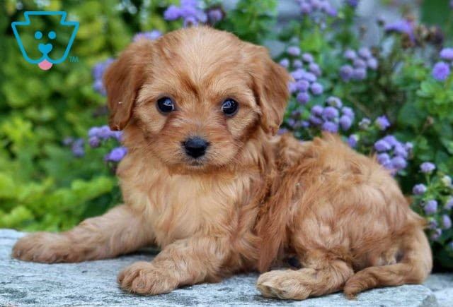 Hannah Cavapoo2