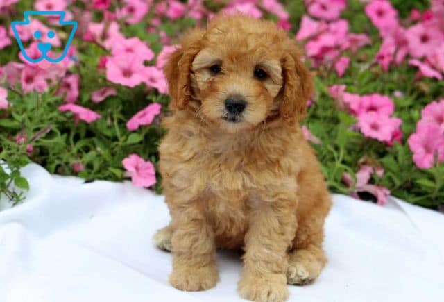 Happy Mini Goldendoodle
