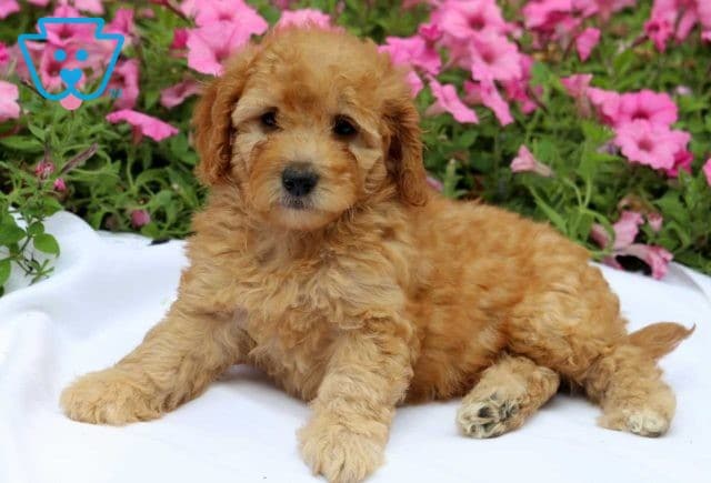 Happy Mini Goldendoodle2