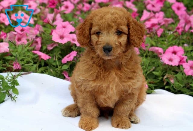 Harry Mini Goldendoodle