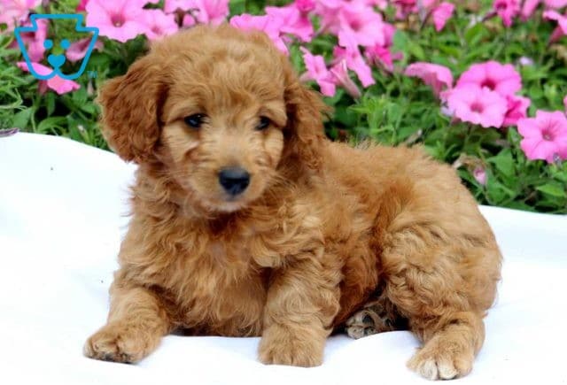 Harry Mini Goldendoodle2
