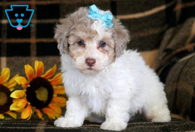 Hewie Toy Poodle 1-001
