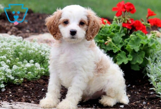 Iggy Cavapoo 1-001