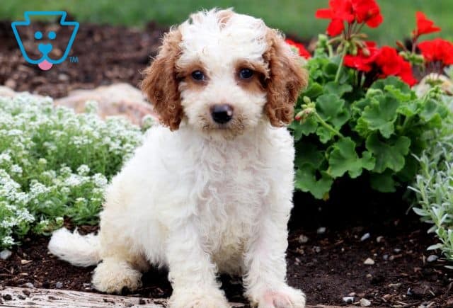 Ike Cavapoo 1-001