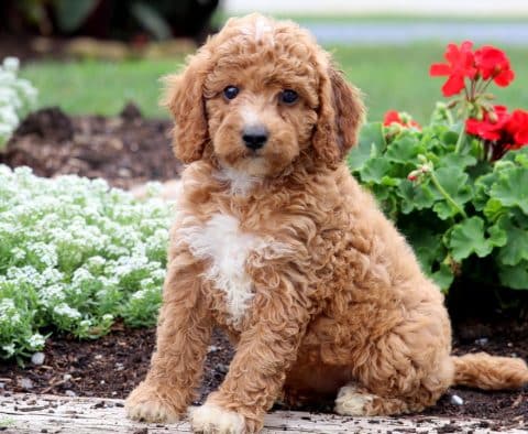 Cavapoo Puppies for Sale - Keystone Puppies