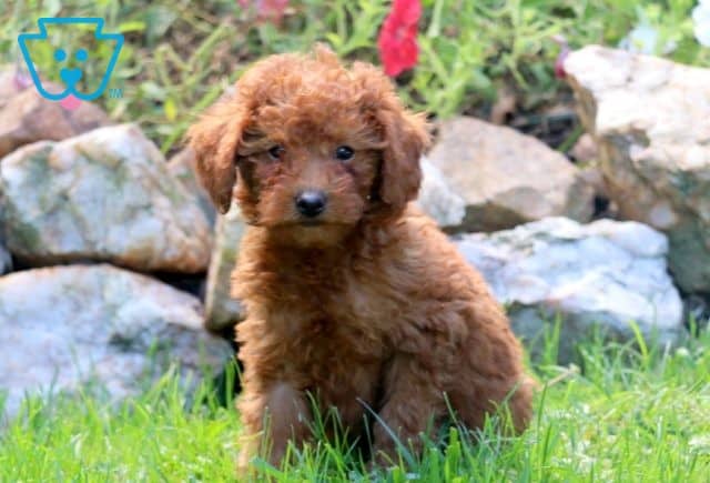 Joy Mini Labradoodle 1-001