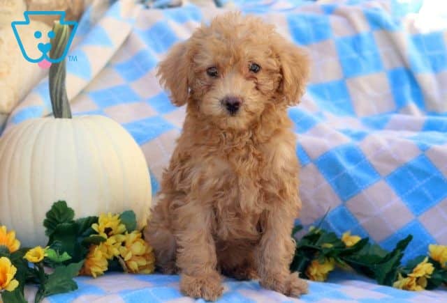Lee Mini Goldendoodle 1-001