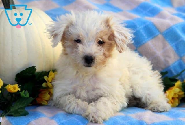 Leona Mini Goldendoodle 1-001