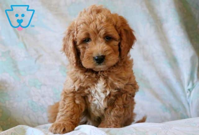 Mark Mini Goldendoodle 1-001