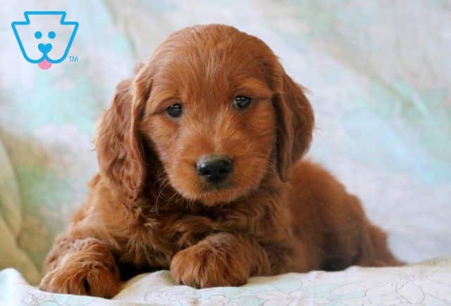 Melvin Mini Goldendoodle 1-001
