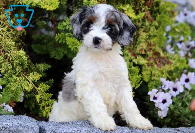 Mia Cockapoo2