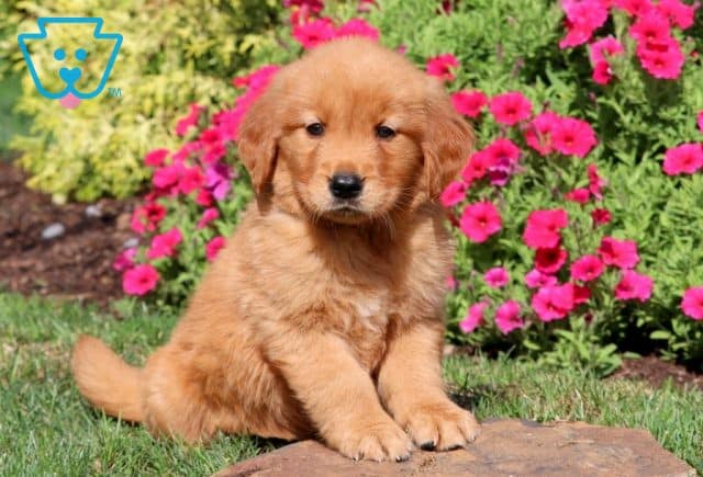 Mick Golden Retriever 1-001