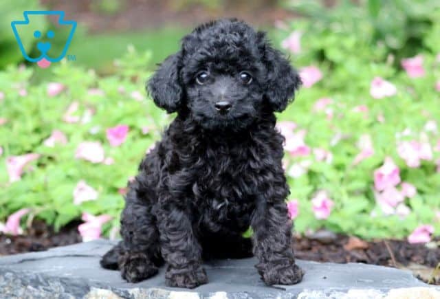 Midnight Toy Poodle 1-001