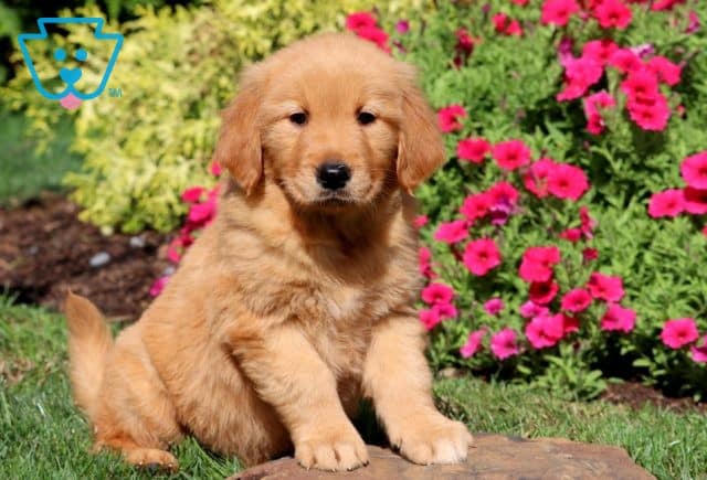 Mindy Golden Retriever 1-001
