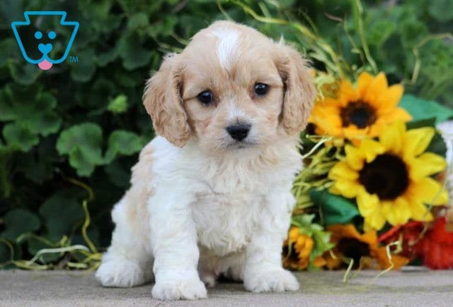 Mooch Cavachon