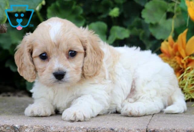 Mooch Cavachon2