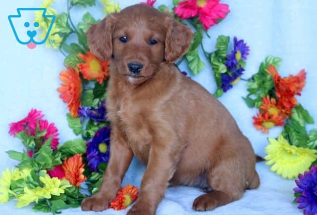 Nala Mini Goldendoodle 1-001
