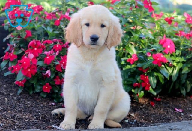 Nikki Golden Retriever 1-001
