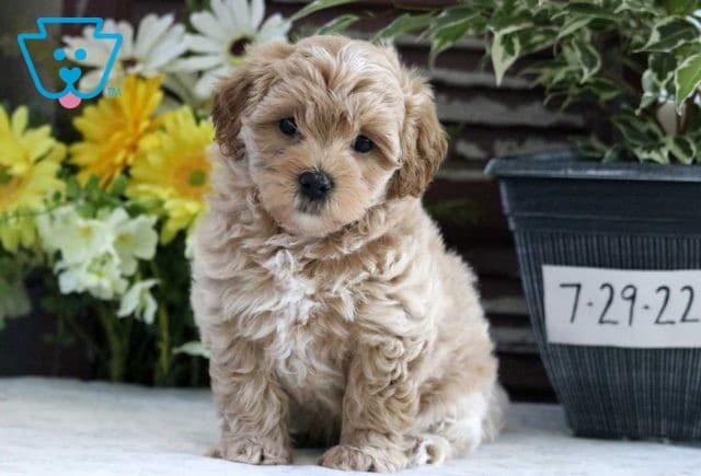 Nixon Maltipoo
