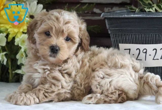 Nixon Maltipoo2