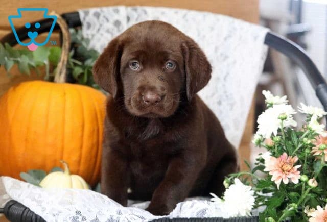 Paris Choc Lab