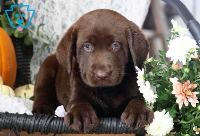 Paris Choc Lab2