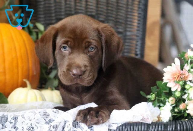 Parker Choc Lab